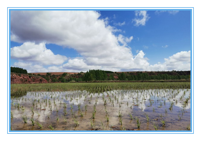 香港六家宝典资料大全