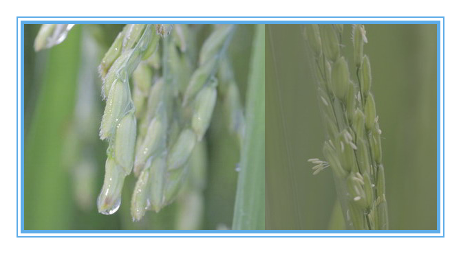 香港六家宝典资料大全