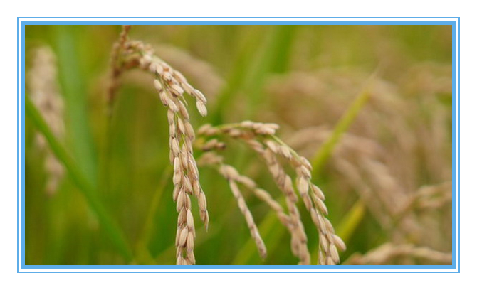 香港六家宝典资料大全